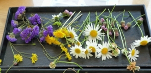 코로나19에도 꽃은피고...