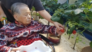 어르신 잘 익은 걸로 따세요~~