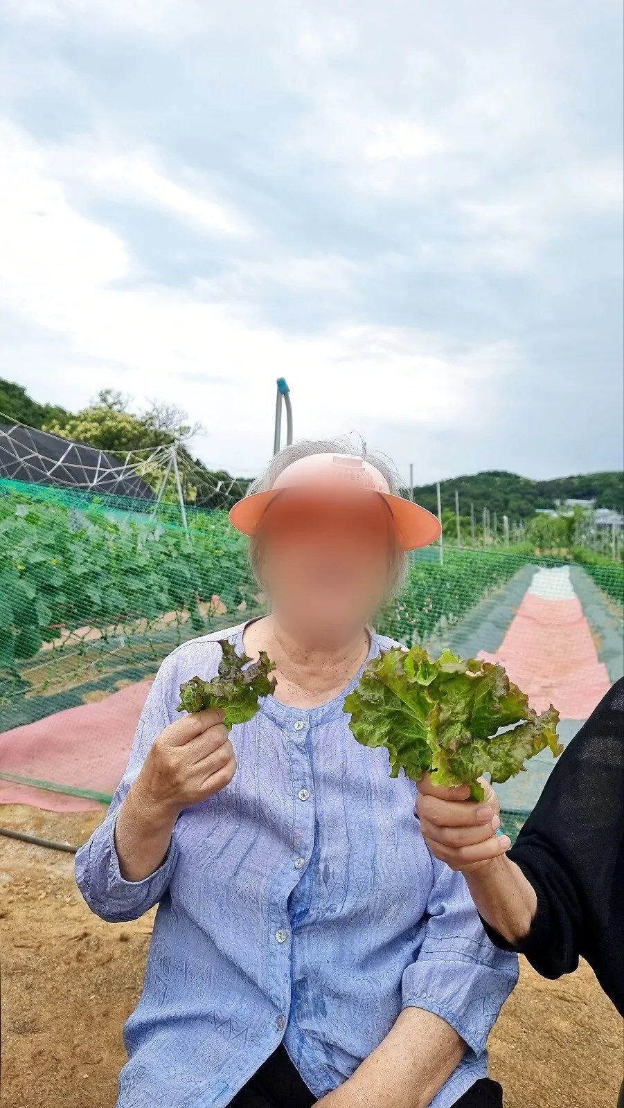 농장 상추 수확 활동