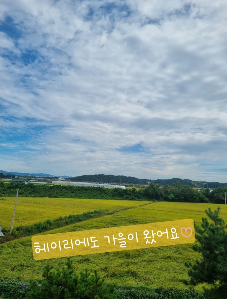 헤이리에도 가을이 왔어요~