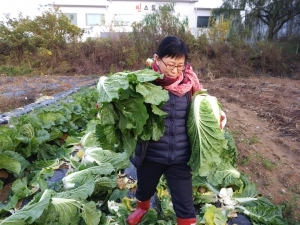 무농약 배추 수확