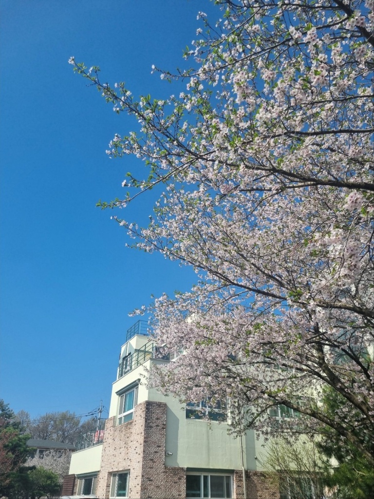 봄의 헤이리정원