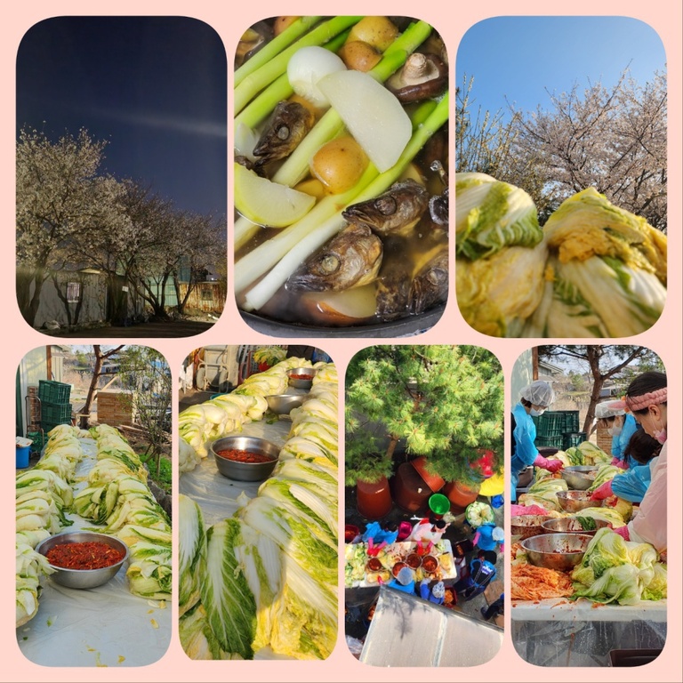 24년  4월   봄김장 