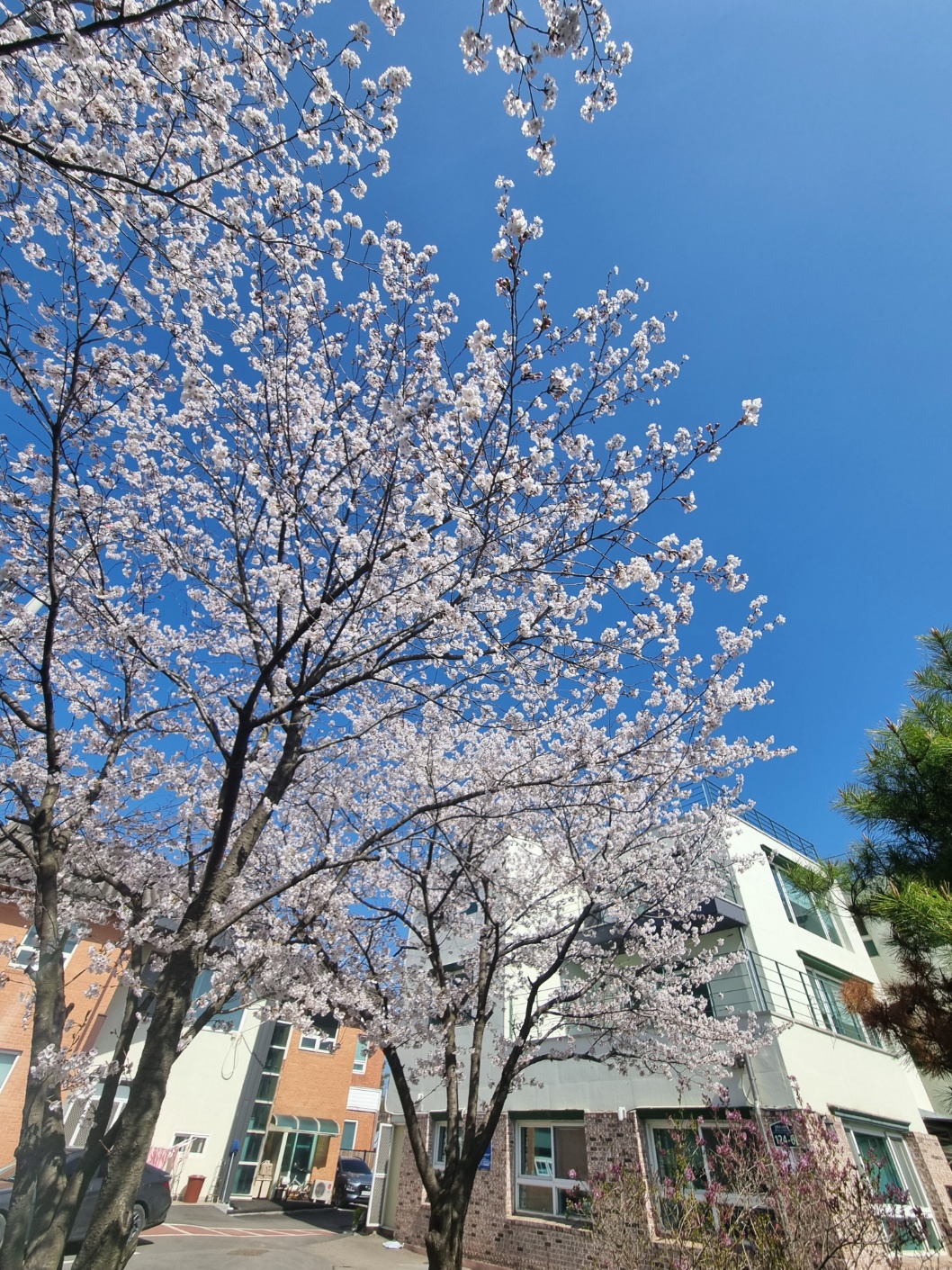 벚꽃나무 아래는 면회 맛집이여라~인생샷 찍으러 면회오셔용^^